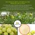 Amla Fruit Powder 200 Grams (Indian Gooseberry) / 7 oz