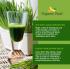 Wheat grass juice powder 7 oz / 200 grams